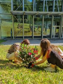 deux femmes en train de planter un laurier rose