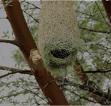 Biomimétisme, Bioinspiration : concevoir des enveloppes inspirées du vivant pour le bâtiment