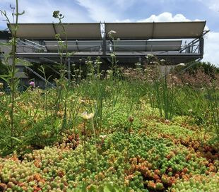 toit végétalisé avec des plantes vertes