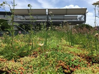 toit végétalisé avec des plantes vertes